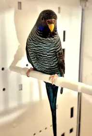 Blackface blackwing bfbw doubleblack