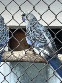 Rozela penant modrý