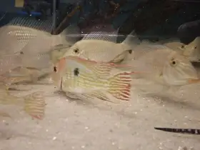 Geophagus tapajos