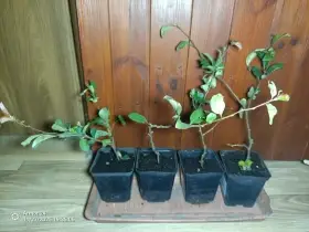 Kdoule pomerančová - Kdoulovec Nivalis