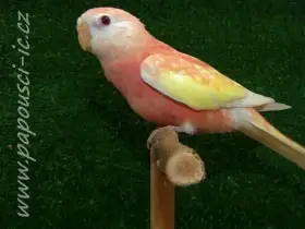 Neoféma Bourek - rubino