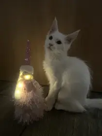 MCO poslední chlapečci