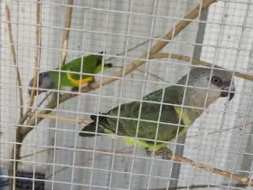 Papoušek senegalský