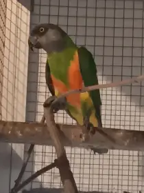 Chovný samec papouška senegalského
