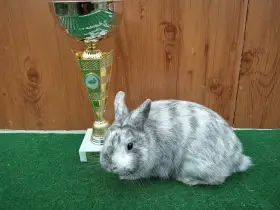 Zakrslý rhönský sameček