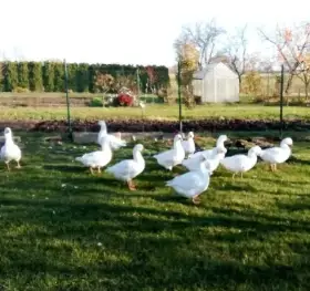 Vychovali 9 mladých