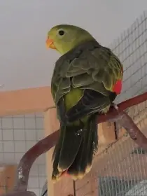 Papoušek červenokřídlý šedozelený