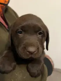 Labradorský retrívr - hnědá štěňátka s PP
