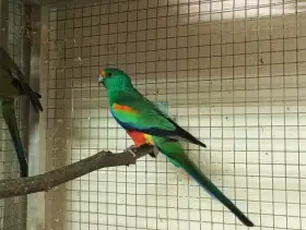 Papoušek mnohobarvý