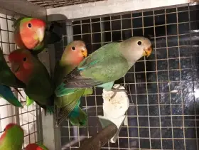 Agapornis růžovohrdlý