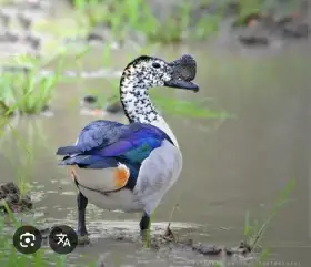 Pižmovka hřebenatá