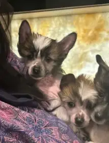 Čínský chocholatý pes Naháček