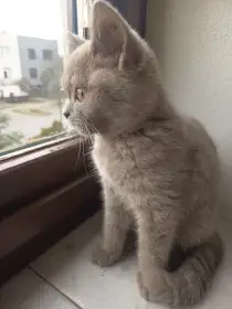 Britská koťátka s PP