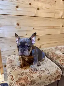 Francouzský buldoček s PP