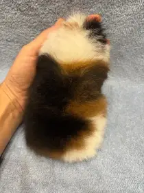 Morče, morčátko, švýcarský teddy