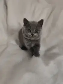 Britská koťátka s PP