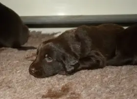 Flat coated retriever s PP