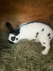 Kralici s rodokmenem