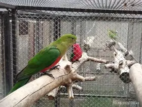 Papoušek královský s DNA