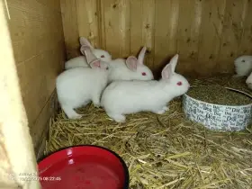 Mladí králici Hyla