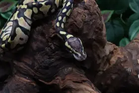 Krajta královská - samec - Pastel