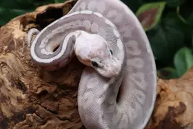 Krajta královská - samice - BP/Cinnamon Super Pastel