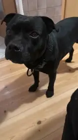 Daruji psa stafordsirskeho bulteriera