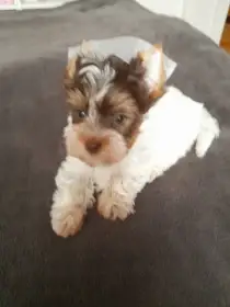 Yorkšir teriér biro