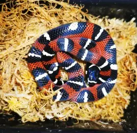 Lampropeltis triangulum gaigeae