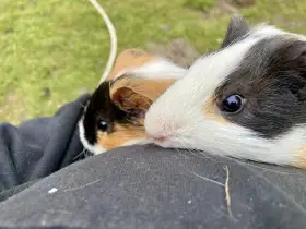 Morčata - dva samečci