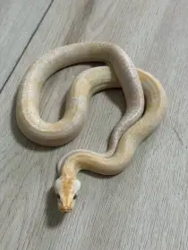 Krajta tmava Albino granit