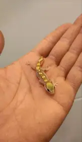 Predám austrálske gekony Praha Že