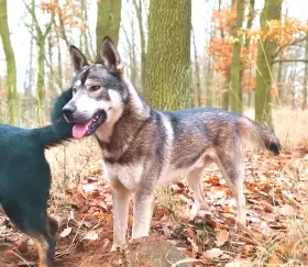 Štěňátka Českosl.vlč.xHuskyxNěmec.ovč.