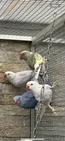 Prodám Alexandry Malé