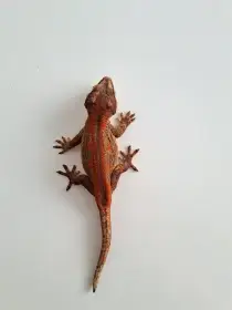 Rhacodactylus auriculatus