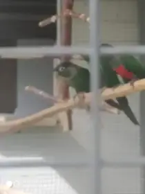 Pyrura cervenobrichy