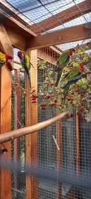 Rozela pestrá, rosela