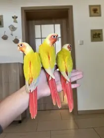 Ručně dokrmená mláďata - pyrura zelenolící