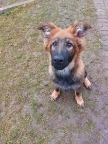 Německý ovčák s PP