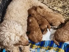 Pudl trpasličí s p.p.