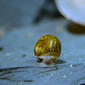 Akvarijní šneci - Okružák Kanadský hnědý(Leopard); 105zdarma