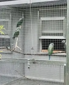 Prodám Alexandr holubí 0,2