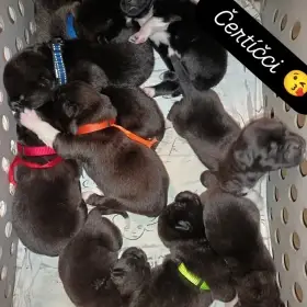 Štěňátka Americké Akity s PP prodam