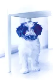 Prodám štěňátka tibetského teriéra s PP