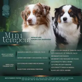 Šěňátka miniaturní americký ovčák s PP