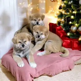 Štěňátka Akita Inu s PP