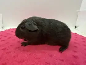 Morče hladké samička solid aguti blue/amber s bílou