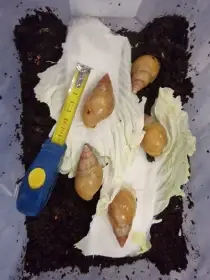 Africký šnek - Lissachatina fulica full albino