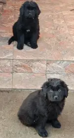 Novofundlandsky typ, Volne 4fenky