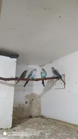 Prodám andulky černé černolící